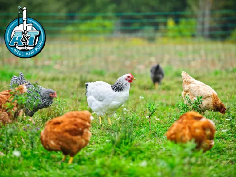 chicken and turkey houses in raleigh