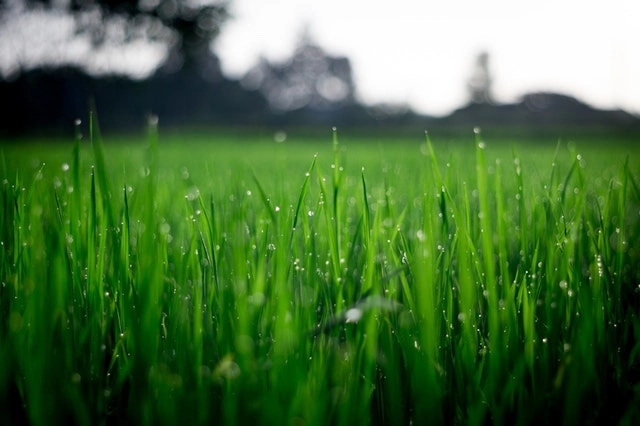 fertilizer and weed killer safe for well water