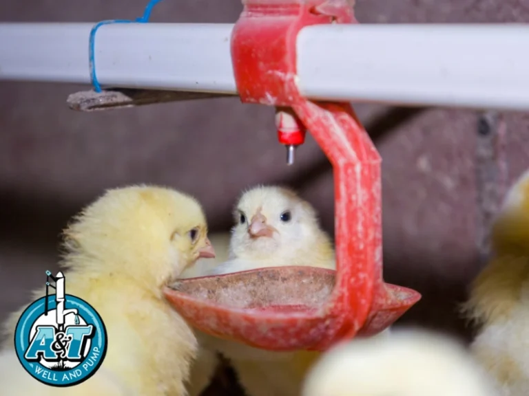 Raleigh chicken and turkey houses