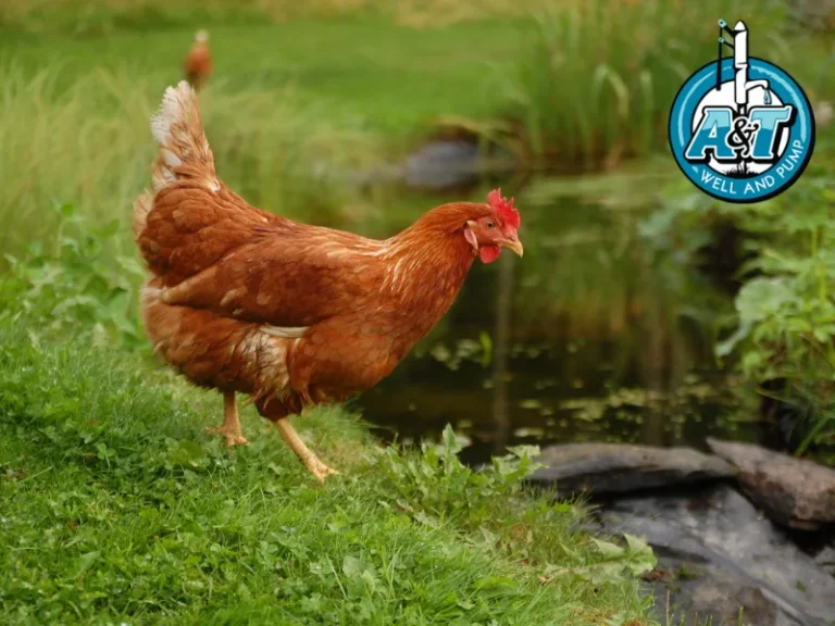 raleigh nc chicken and turkey houses